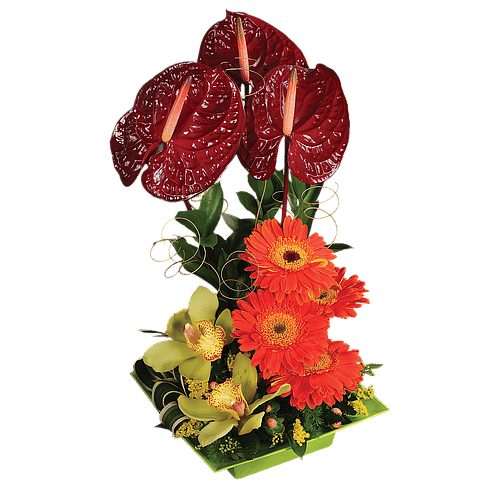 DESLUMBRANTE