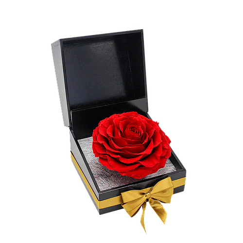 ETERNAMENTE BELLA ROSA