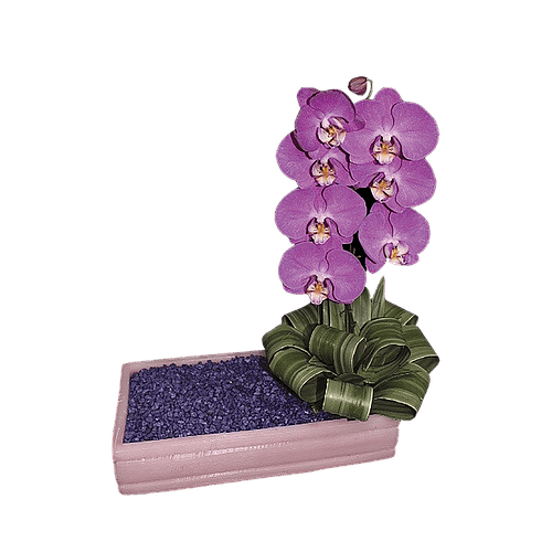 MANANTIAL DE ORQUIDEAS