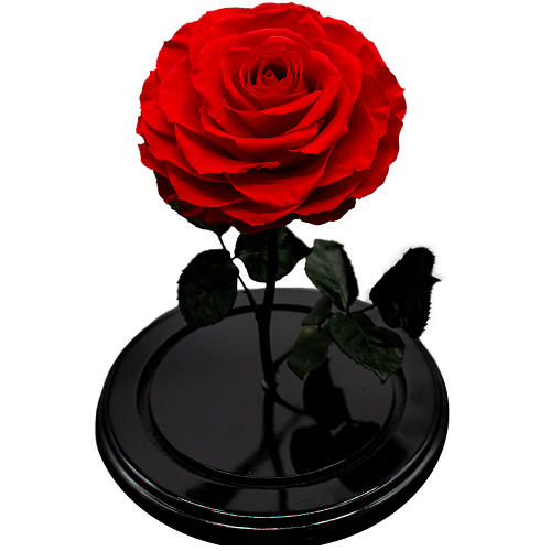 LA BELLA Y LA BESTIA