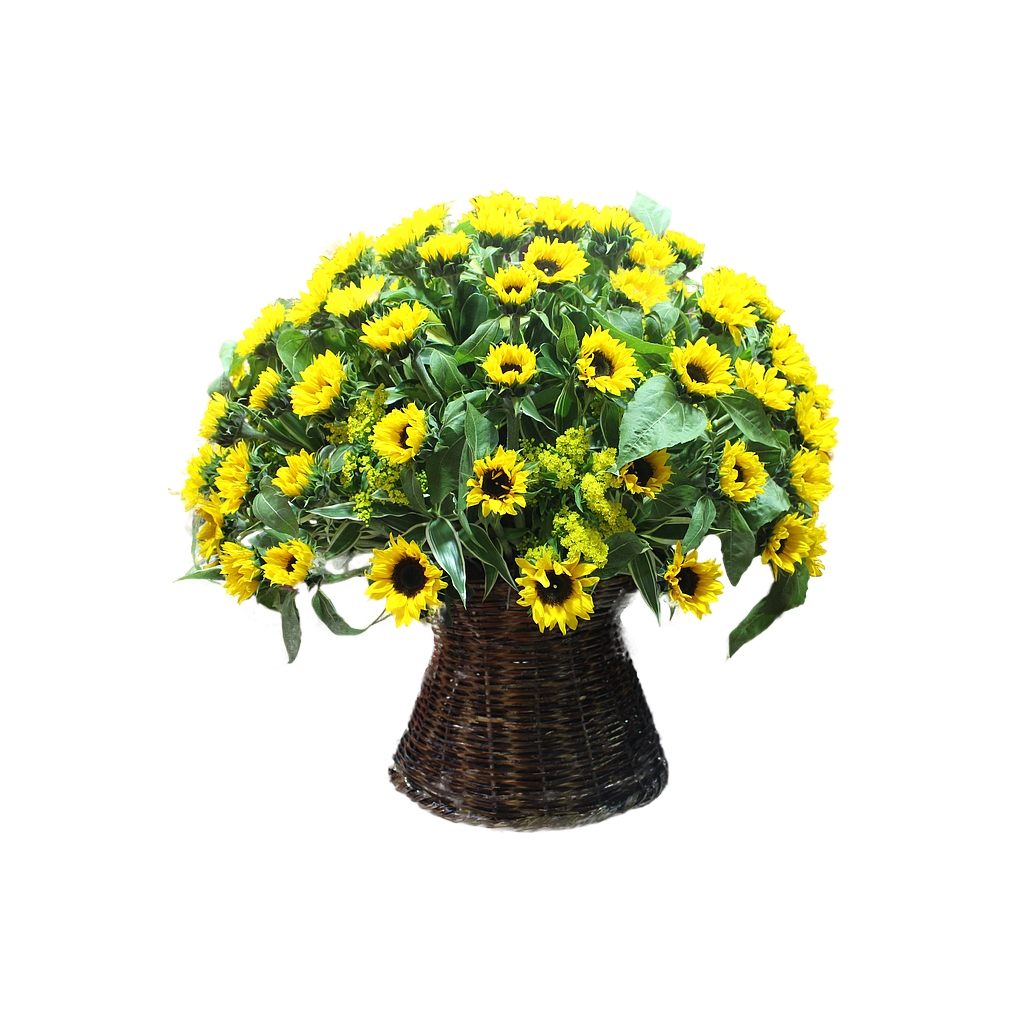 VIÑEDO DE GIRASOLES