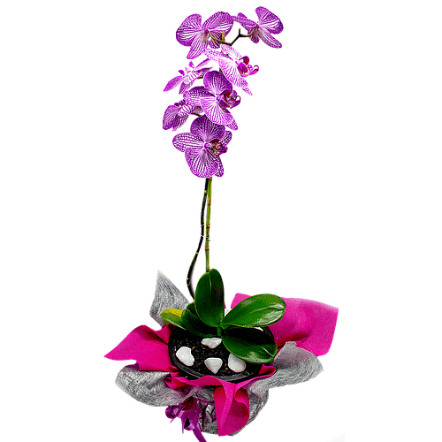 PLANTA DE ORQUIDEA PHALAENOPSIS