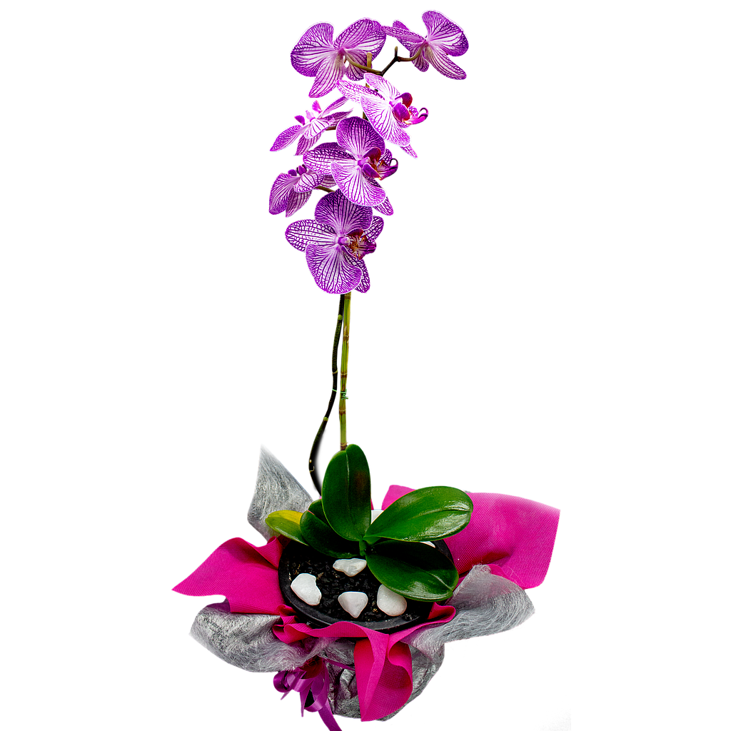 PLANTA DE ORQUIDEA PHALAENOPSIS