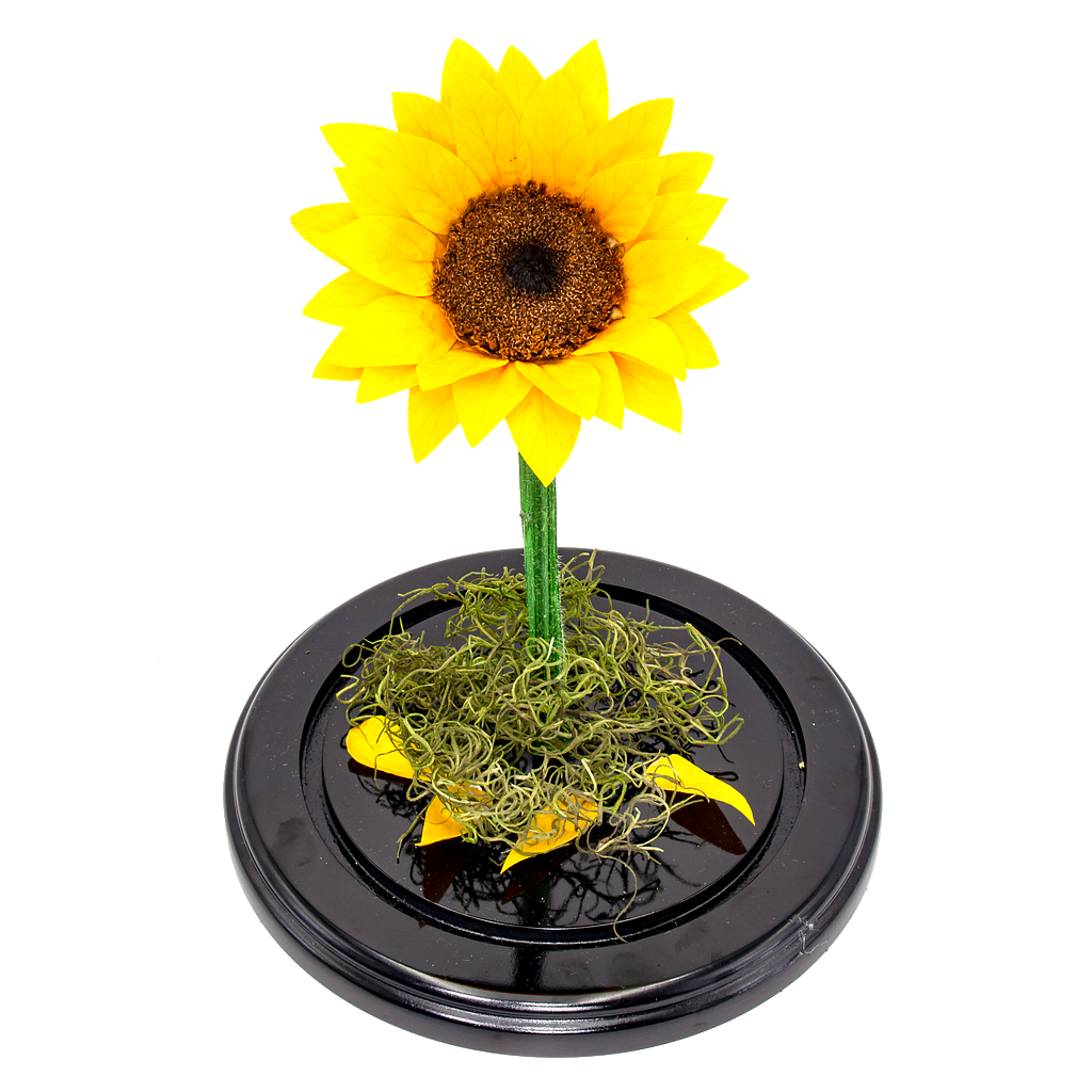 GIRASOL ETERNO