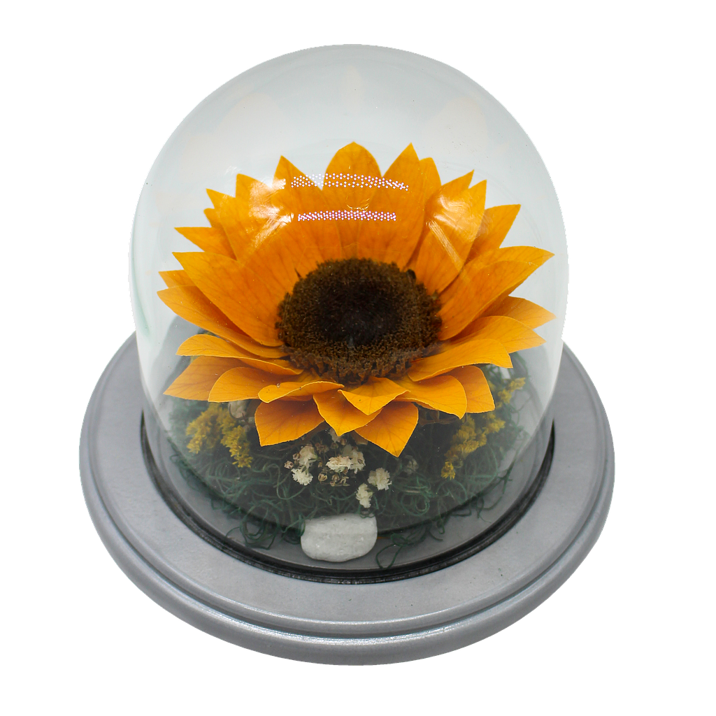 TODA UNA VIDA GIRASOL